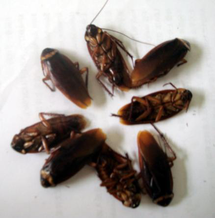 鼠害與蟲害治理，清波滅鼠控蟲公司，學(xué)校幼兒園殺蟲滅鼠方案，防鼠滅鼠抓老鼠，防蚊滅蠅捕蚊蠅，防治蟑螂滅蟑螂殺蟑螂
