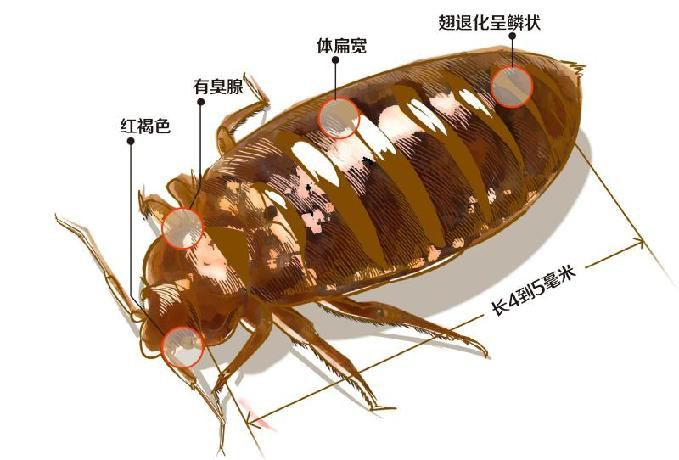工廠臭蟲(chóng)怎么消滅